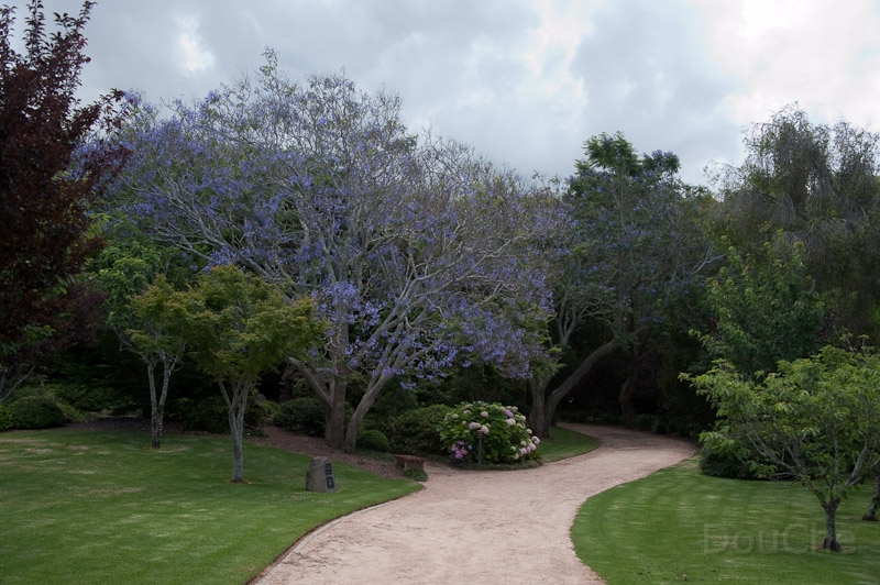DSC_1635.jpg - Toowoomba, Japanese Garden
