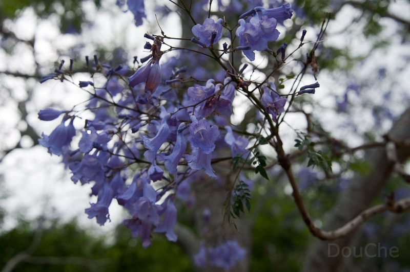 DSC_1637.jpg - Toowoomba, Japanese Garden