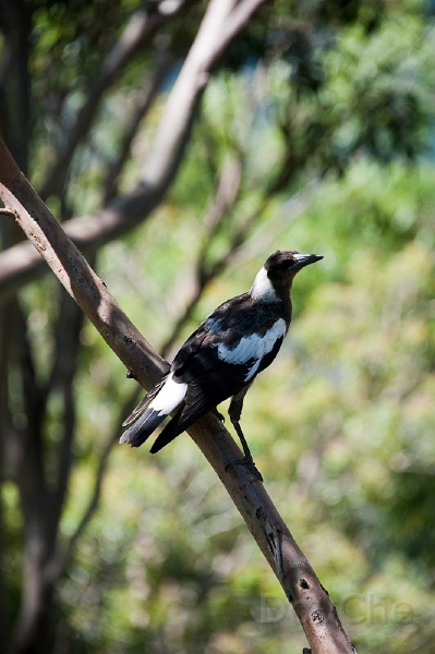 DSC_1649.jpg - Toowoomba, Picknick lookout