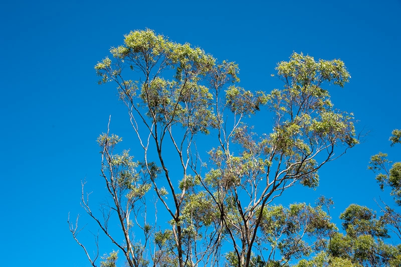 DSC_1652.jpg - Toowoomba, Picknick lookout