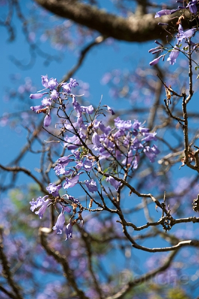 DSC_1656.jpg - Toowoomba, Picknick lookout