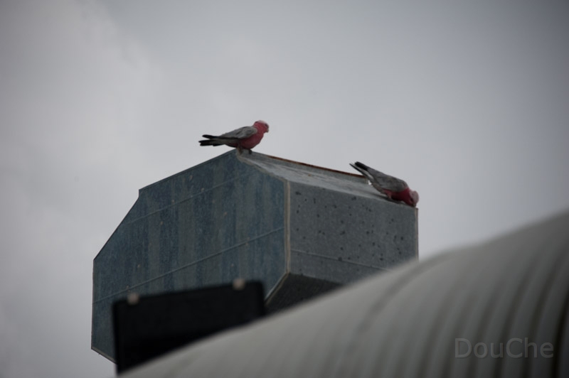 DSC_1812.jpg - Redcliffe