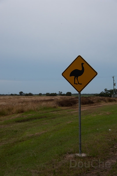 DSC_1845.jpg - No, no ostriches here, but emoes !