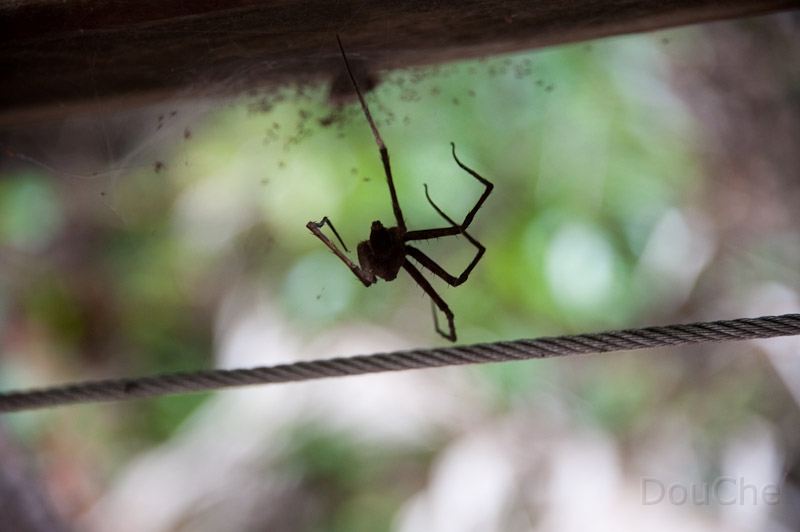 DSC_1864.jpg - And ... brrrr ... spiders ... think this is a hunchback ... but it was lacking a few legs