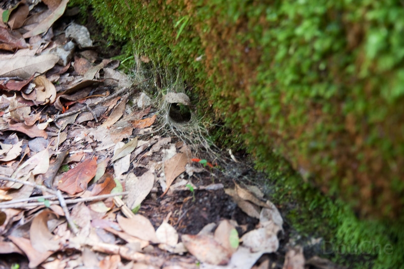DSC_1874.jpg - And this? This is a funnel web ... the spider is in the web and we prefer it stays there. It is the most venomous spider in the world. They get 25 years old ...