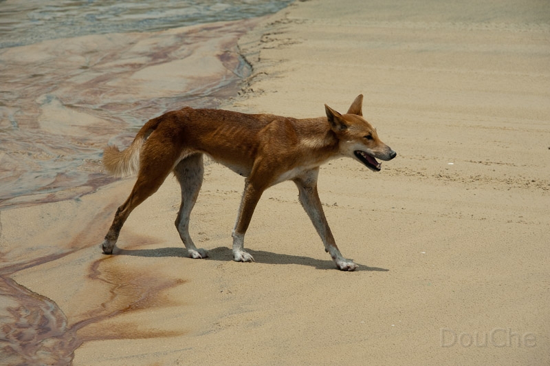 DSC_1900.jpg - Oh yes, there are dingoes here, not many, maybe 50, so we were very lucky to see one.