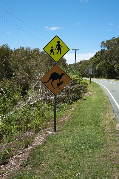 DSC_2048.jpg - Yep, roos have kids too !