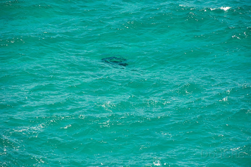 DSC_2085.jpg - You see the black spot in the middle? Well, that is a 2 meter or so manta raye
