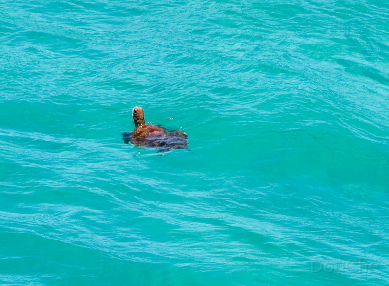 DSC_2108.jpg - Yep, turtles ... loads of them ...