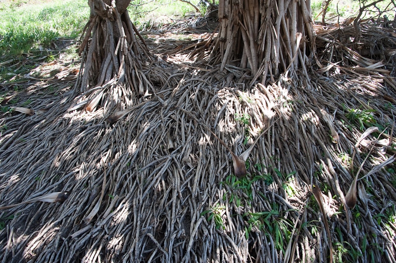 DSC_2125.jpg - Plant with peculiar roots