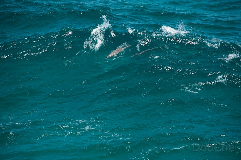 DSC_2139.jpg - See the dolphins in the wave?