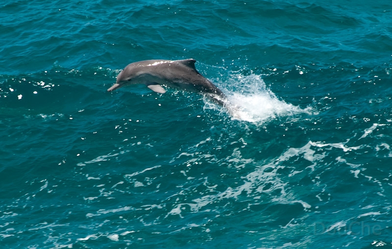 DSC_2141.jpg - And they were jolyfull