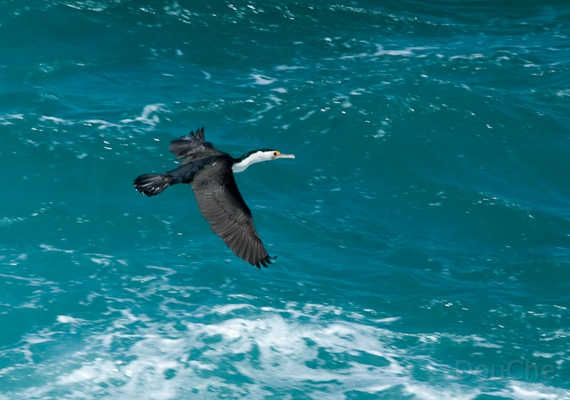 DSC_2147.jpg - A kind of birds