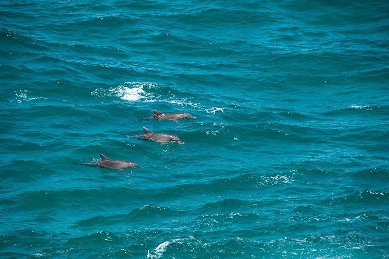 DSC_2153.jpg - Three dolphins in a row