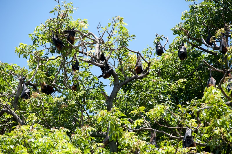 DSC_0836.jpg - Are these ....