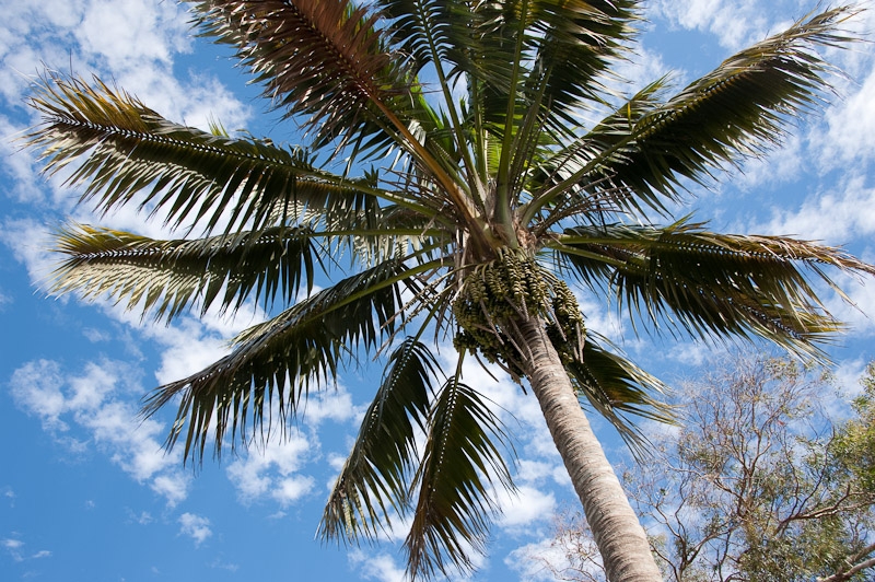DSC_2525.jpg - Tree currently in front of the house, but will be cut when the new one is being build.