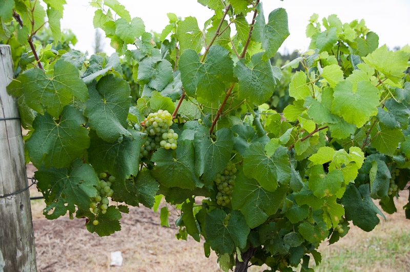 DSC_2543.jpg - With greens ...