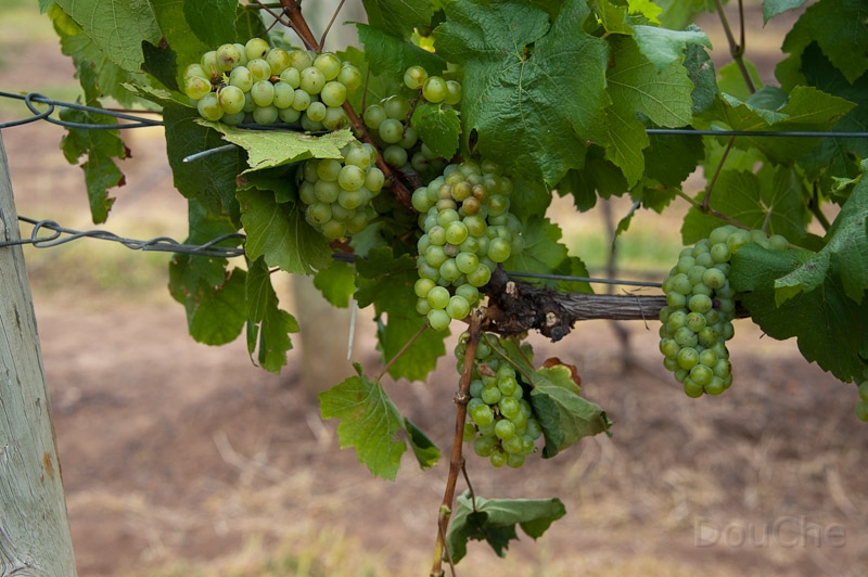 DSC_2551.jpg - More greens ...