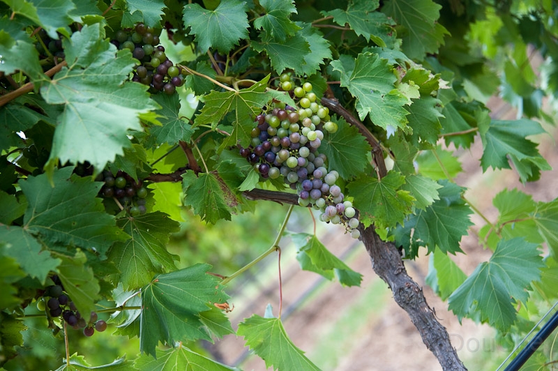 DSC_2574.jpg - And reds ...