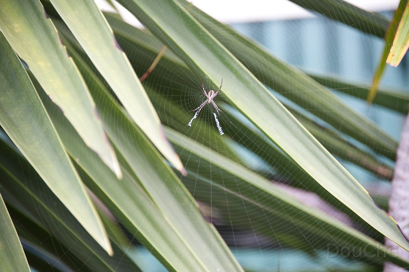 DSC_1154.jpg - There are too many of these ...