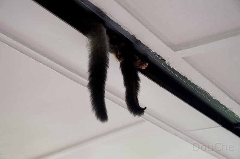 DSC_1160.jpg - But these animals are cute ... a coupld possums living under the roof
