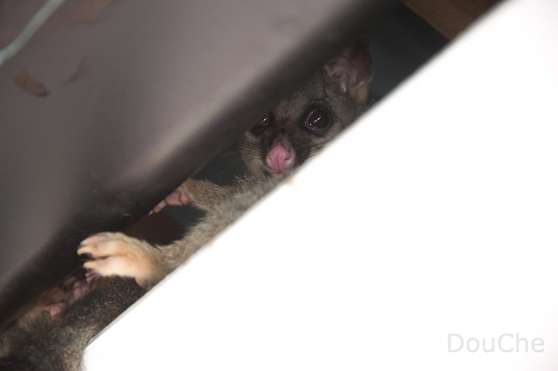 DSC_1164.jpg - Hugable possem