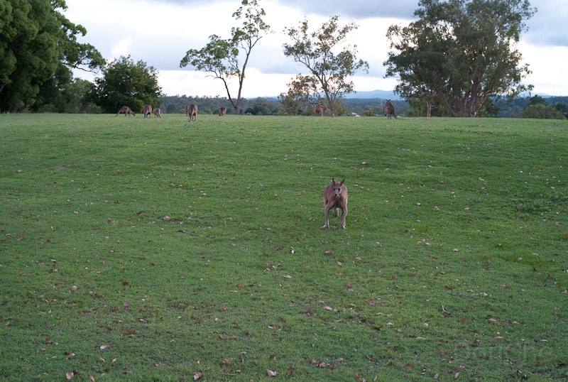 L1008604.jpg - They really are like rabbits in Europe ... everywhere and with hundreds of them ,,,