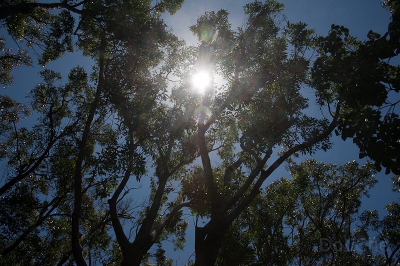 DSC_1528.jpg - Noosa