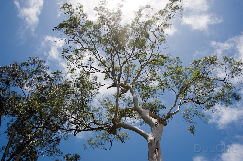 DSC_1529.jpg - Noosa