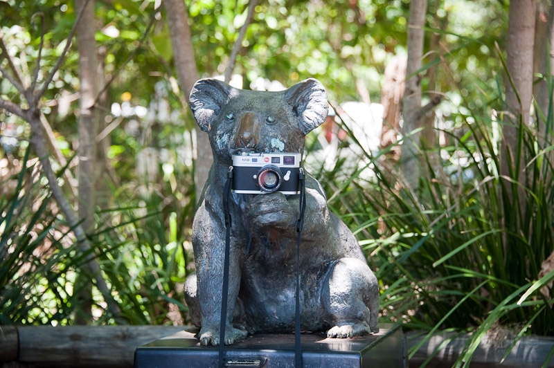 DSC_1538.jpg - Noosa, yep, even Koalas like this camera