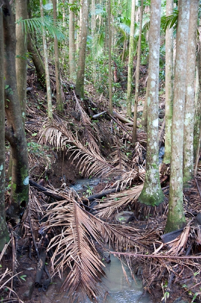 DSC_1572.jpg - Mapleton Falls National Park