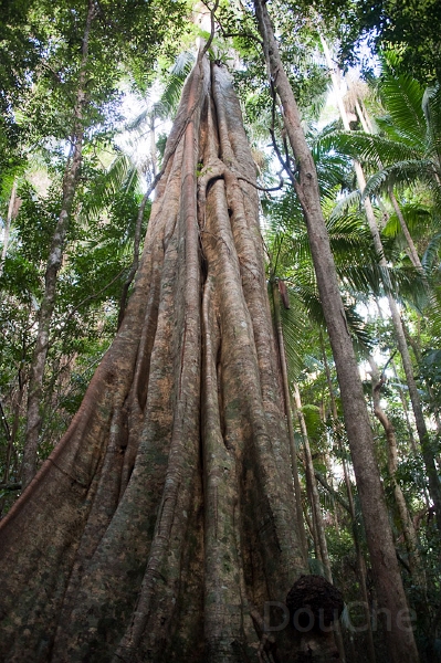DSC_1577.jpg - Mapleton Falls National Park