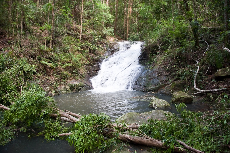 DSC_1598.jpg - Kondalilla National Park