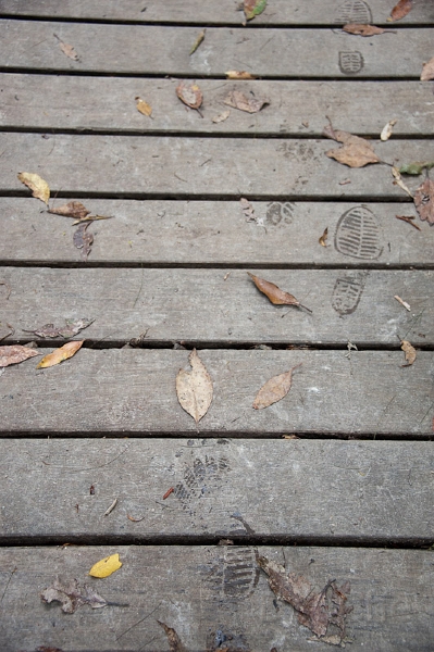 DSC_1603.jpg - Kondalilla National Park, we agreed to leave footprints only