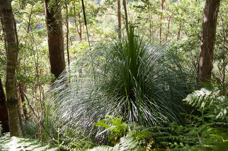 DSC_1609.jpg - Kondalilla National Park