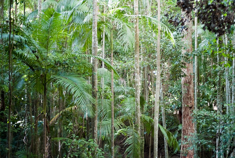 L1008662.jpg - Mapleton Falls National Park