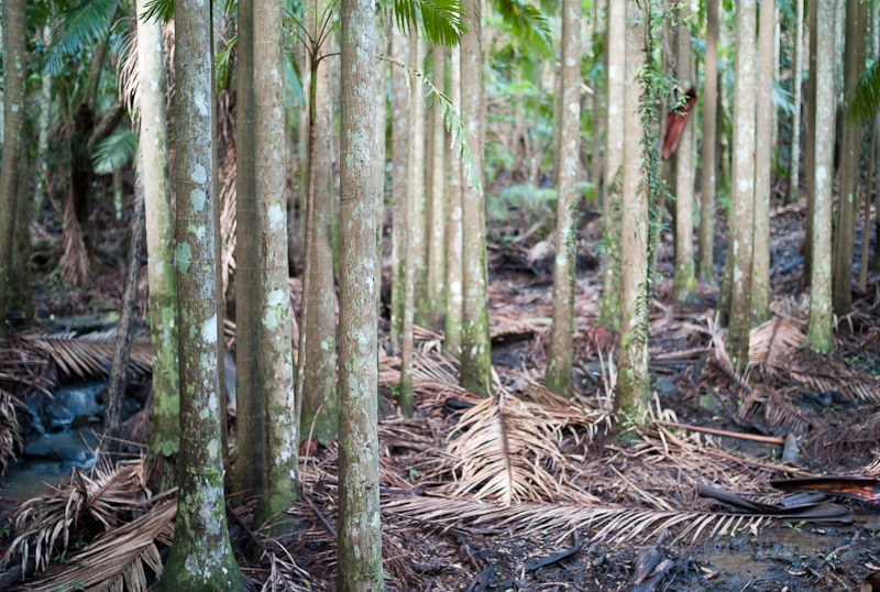 L1008664.jpg - Mapleton Falls National Park