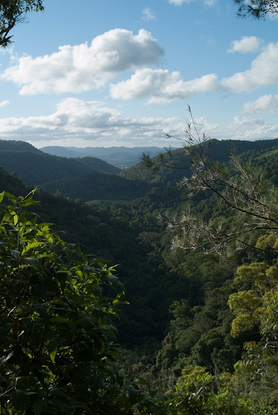 L1008680.jpg - Kondalilla National Park