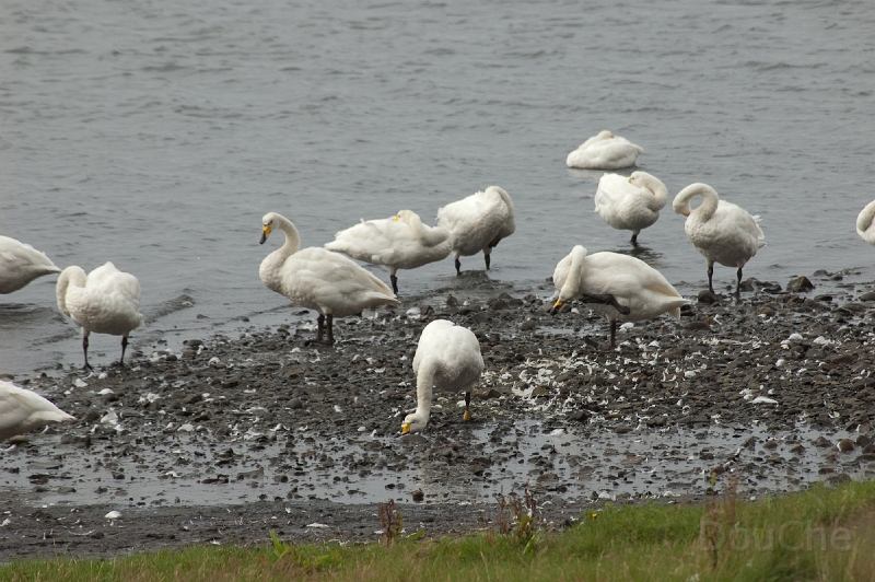DSC_0001.jpg - Wild swans