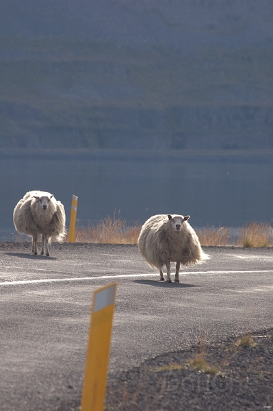DSC_0301.jpg - Punky sheep !