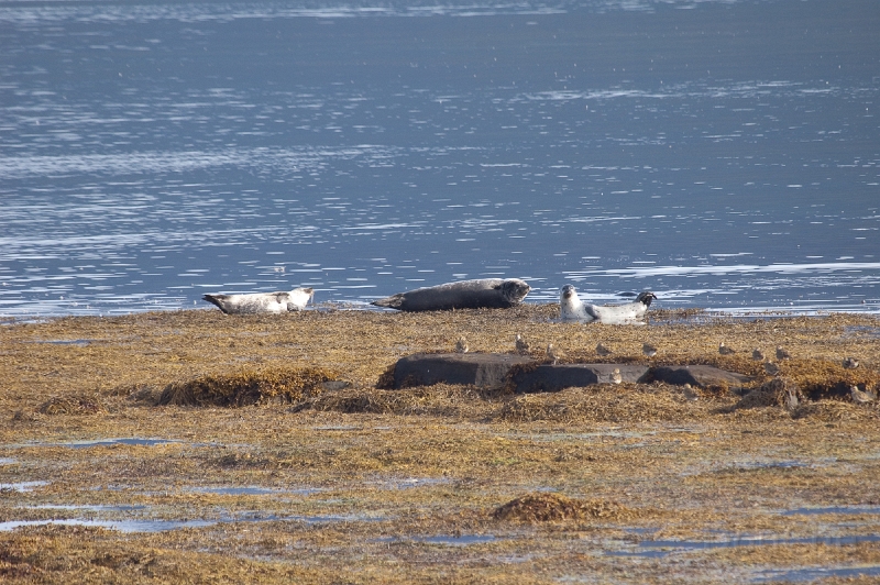 DSC_0303.jpg - Yep, two seals and a sea lion, in one of the Western Fjords