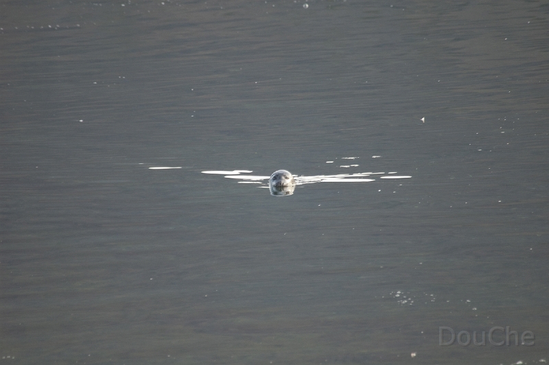 DSC_0316.jpg - Seal in one of the western fjords
