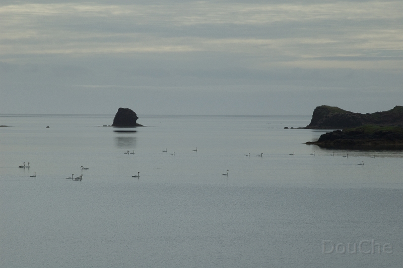 DSC_0335.jpg - Wild swans