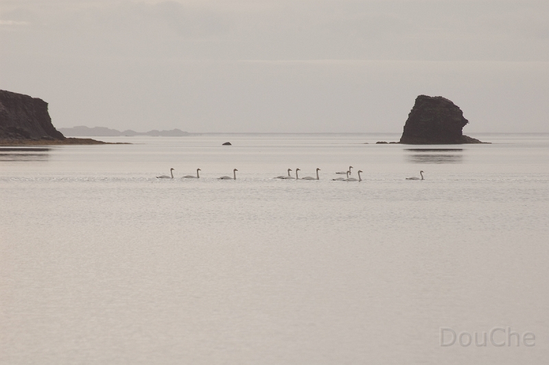 DSC_0339.jpg - Wild swans