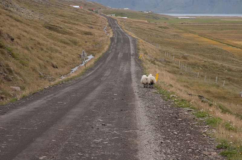 DSC_0152.jpg - Two sheep heading towards the hotel as well ...