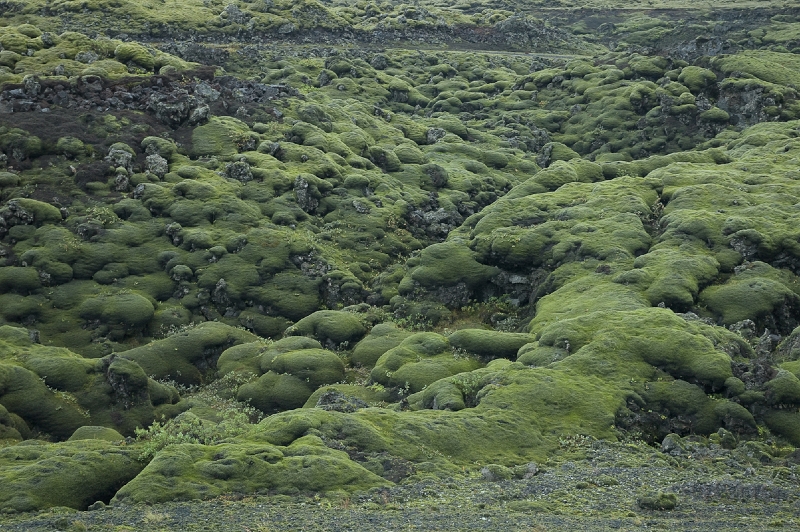 DSC_0075-2.jpg - Did we already show pics of moss-covered lava?