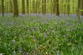 Hallerbos