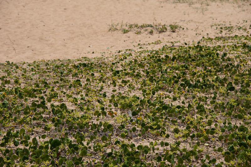 DSC_8146.jpg - Grass on the beach ...