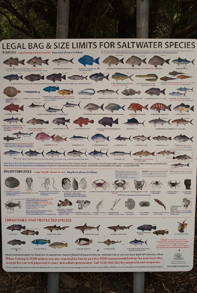 L1011884.jpg - Amazing the different types of fish you are allowed to catch and take home