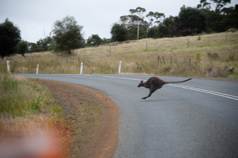 DSC_8495.jpg - A dusk and dawn you better watch out for the roos suddenly crossing the road ... this one we captured while driving the car ...